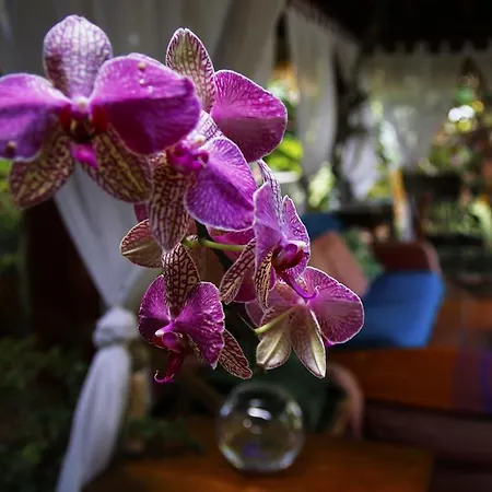 Dazkarizeh73 Ribeira Brava