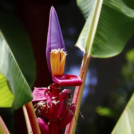 Dazkarizeh73 * Ribeira Brava
