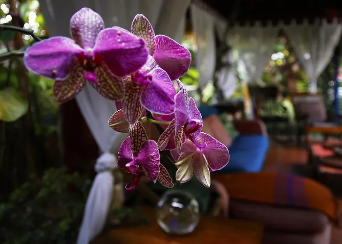 Dazkarizeh73 Ribeira Brava