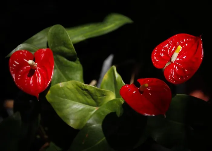 Dazkarizeh73 * Ribeira Brava