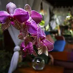 Dazkarizeh73 Ribeira Brava
