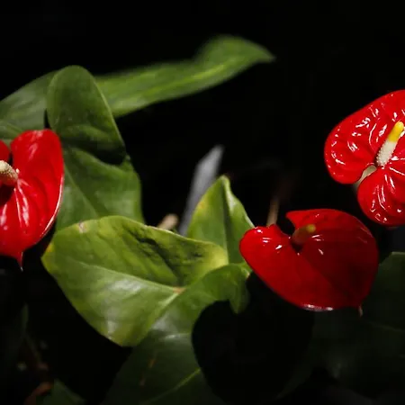 Dazkarizeh73 * Ribeira Brava