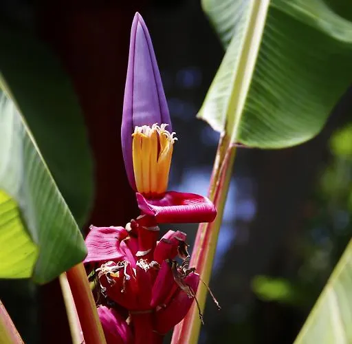 Dazkarizeh73 * 리베이라브라바